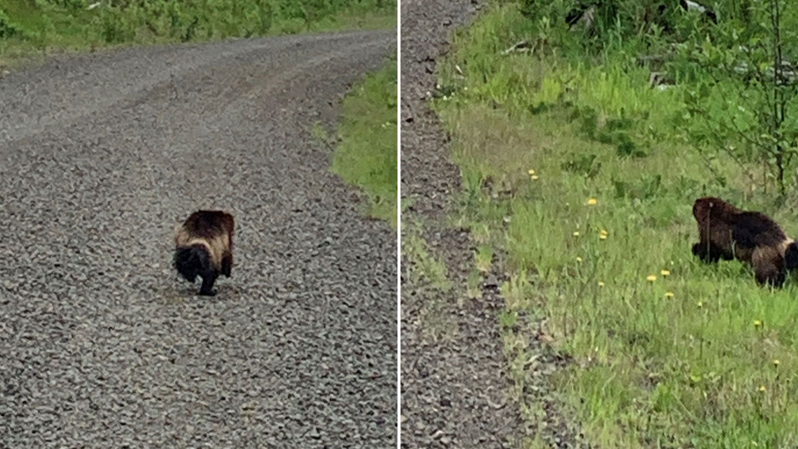 Wolverine sighting